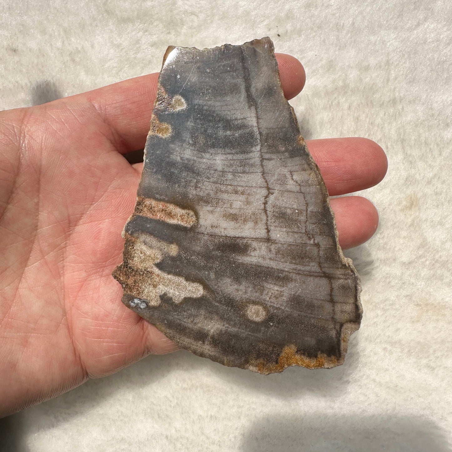 Natural Petrified Wood Jasper Slice - Unique Fossilized Stone Specimen; Semi-Polished Fossilized Wood