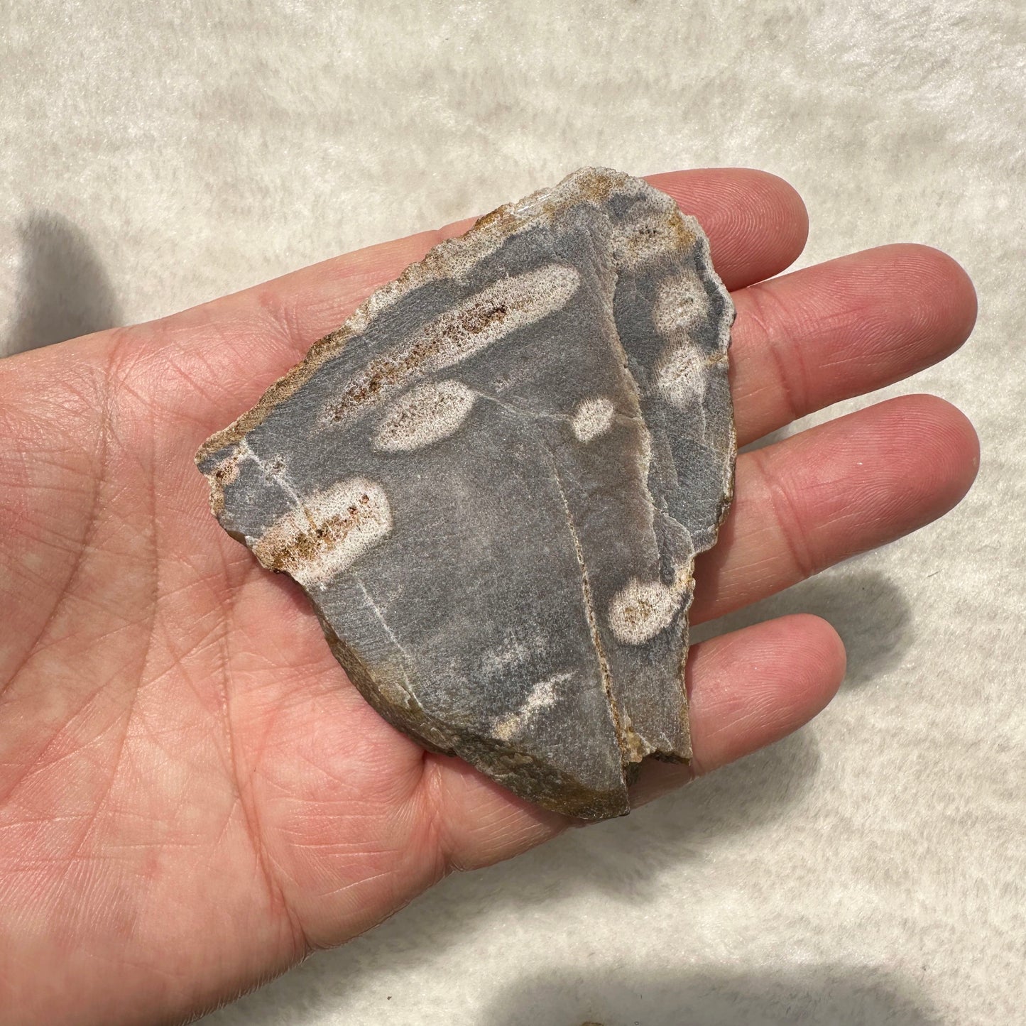 Natural Petrified Wood Jasper Slice - Unique Fossilized Stone Specimen; Semi-Polished Fossilized Wood