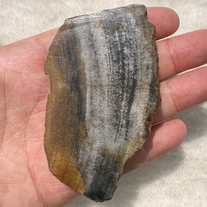 Natural Petrified Wood Jasper Slice - Unique Fossilized Stone Specimen; Semi-Polished Fossilized Wood