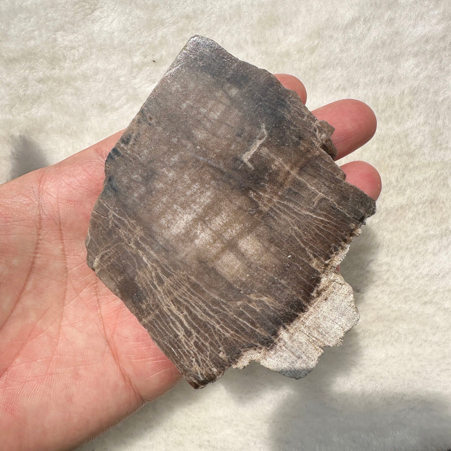 Natural Petrified Wood Jasper Slice - Unique Fossilized Stone Specimen; Semi-Polished Fossilized Wood