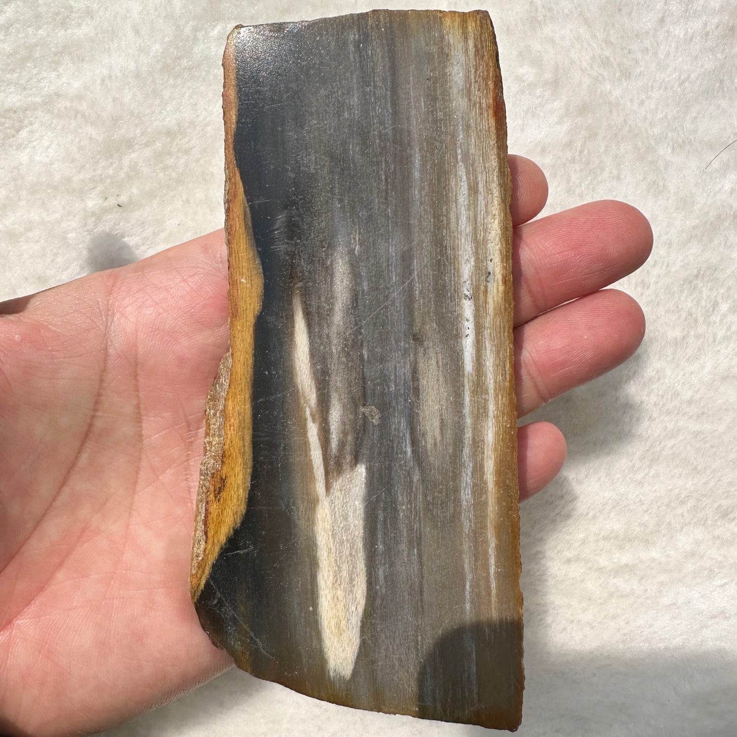 Natural Petrified Wood Jasper Slice - Unique Fossilized Stone Specimen; Semi-Polished Fossilized Wood